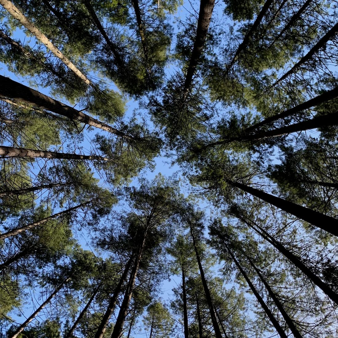 looking up into the trees in Pacific Spirit Provincial Park, BC